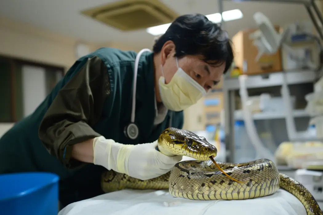 この女性は、毎晩、ペットのニシキヘビと一緒に安全に眠れると思っていました。 獣医師が彼女に驚くべき真実を伝えるまでは。