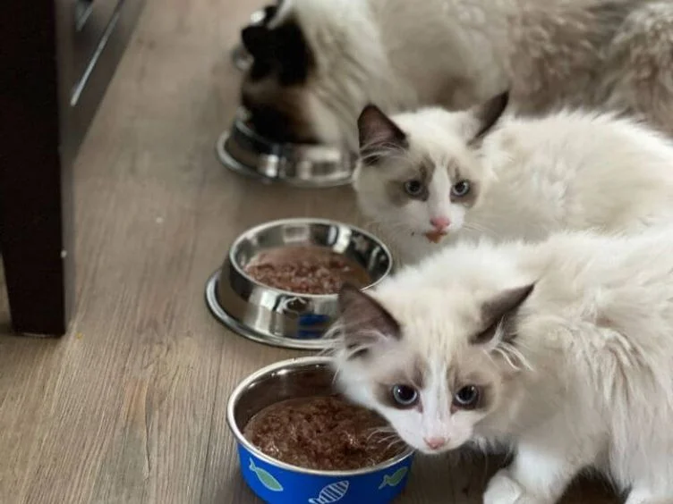 고양이 주인을 위한 30가지 팁: 고양이 이해와 돌봄을 위한 가이드