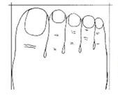 발모양을 통해 성격을 알 수 있습니다!