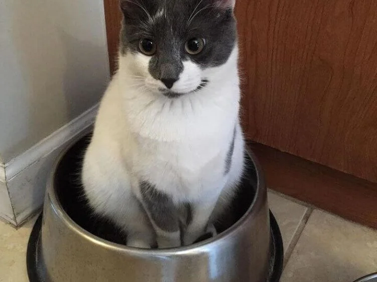 고양이 주인을 위한 30가지 팁: 고양이 이해와 돌봄을 위한 가이드