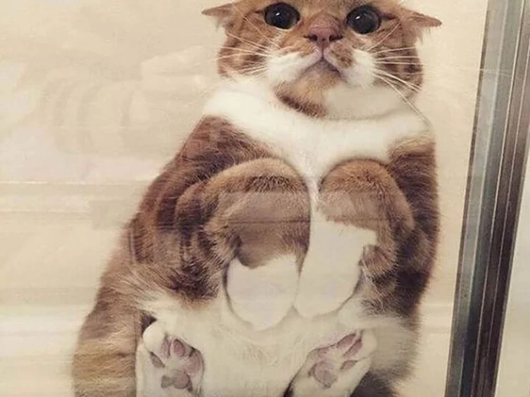 고양이 주인을 위한 30가지 팁: 고양이 이해와 돌봄을 위한 가이드