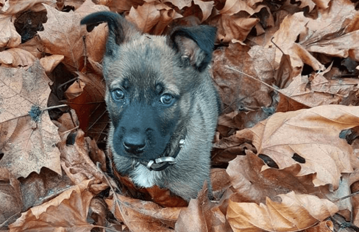 Iedereen is fan van Bumper de acht weken oude politiehond in opleiding; hij gaat voor het eerst undercover!