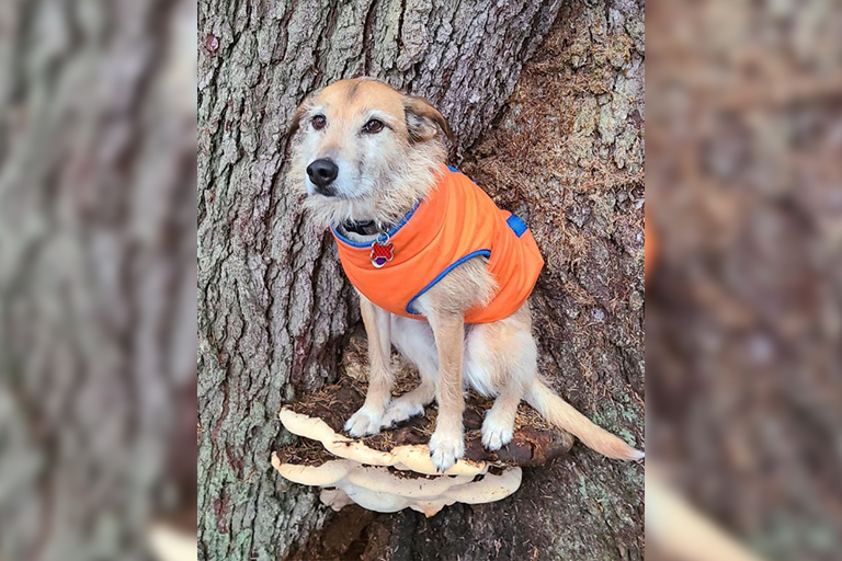 Hier zijn 10 foto's van honden op paddenstoelen