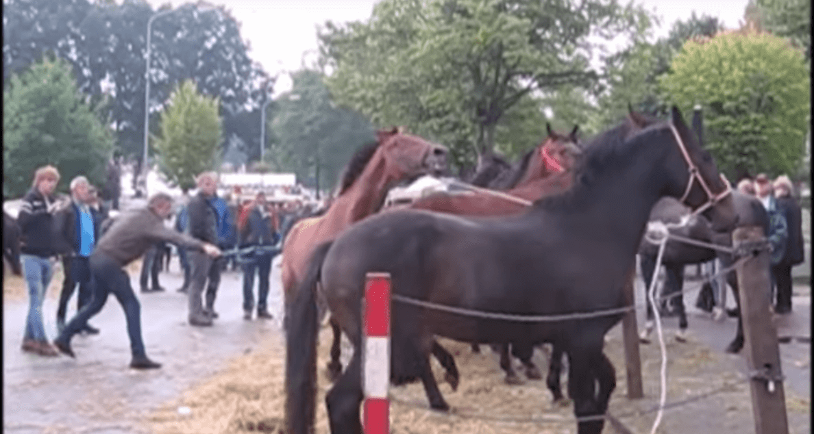 VIDEO: deze paardenmarkten zijn gewoon in Nederland.. Zelfs de dierenbescherming geeft het op! Dit moet stoppen!