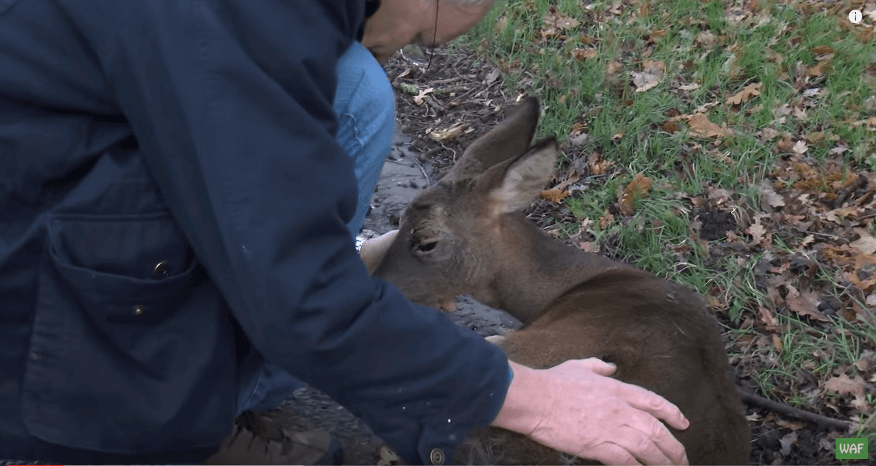 Deze dierenvriend tilt het stervende hert op en kan niets anders doen dan wachten. Wat er dan gebeurt is een wonder!
