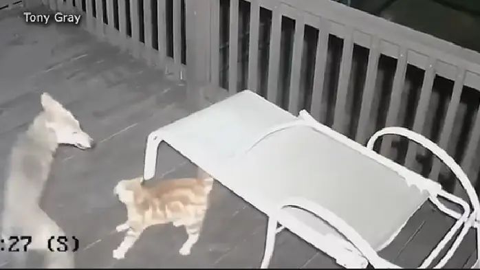 Coyote sleept kat van veranda - en alles is vastgelegd op camera