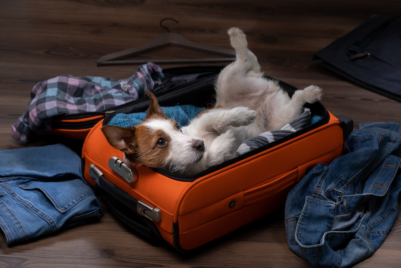 Onderzoekt wijst uit: één op de drie Nederlanders neemt hond mee op vakantie