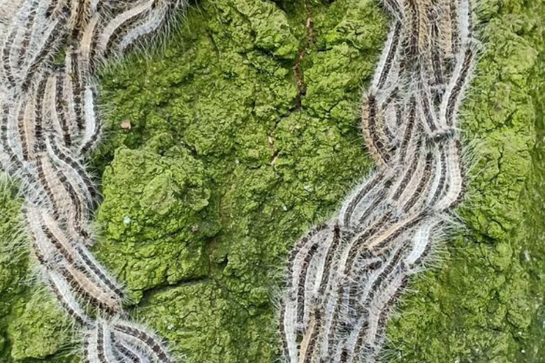 Zo herken je bulten van de eikenprocessierups en bestrijd je die dieren