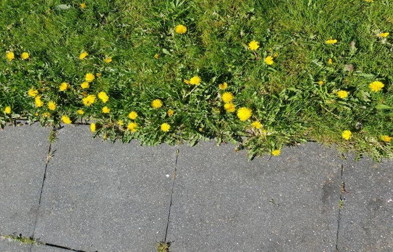 paardebloemen trucje tuin