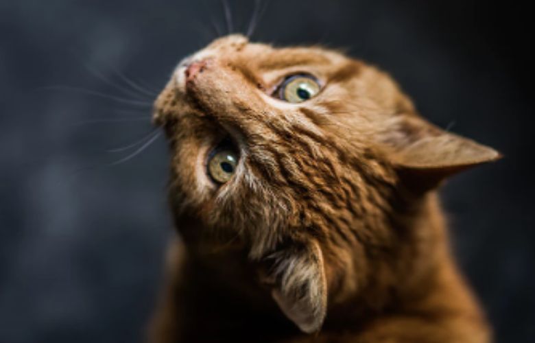 'Een afschuwelijke gebeurtenis': kat met stok doodgeslagen in Zaanstad