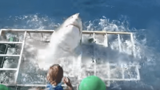 VIDEO: witte monsterhaai breekt door kooi duiker heen! Beelden kunnen als schokkend ervaren worden!