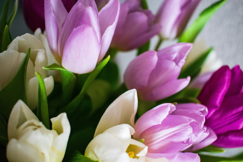 Uit onderzoek gebleken: deze bloemen werken goed voor je humeur