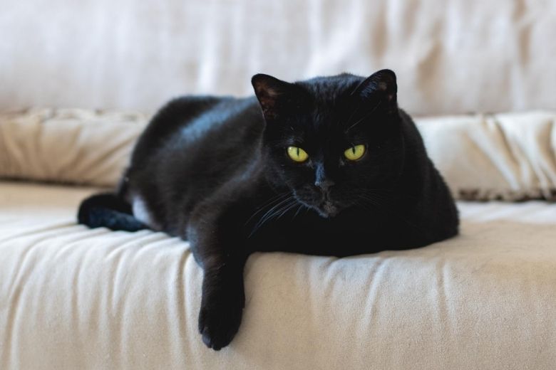Dierenartsen waarschuwen voor dodelijke kattenziekte