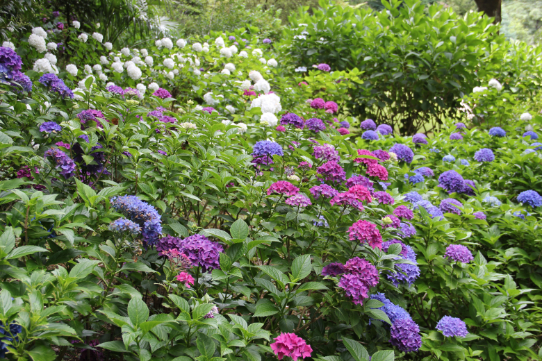 Deze zaadjes moet je in mei planten voor een kleurrijke tuin