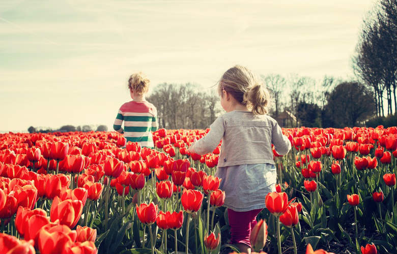Gek op tulpen? Hier kun je ze zaterdag 19 januari gratis plukken