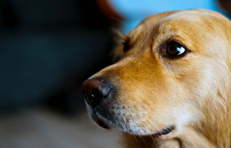 Hond Hank redt familie en buren van enorme brand in achtertuin
