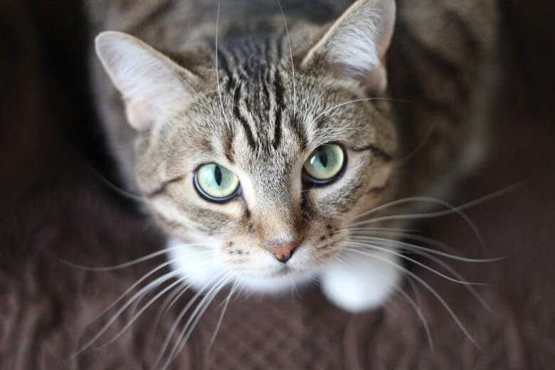 Kat een ongelukje gehad? Zo verwijder je de vieze geur van kattenurine
