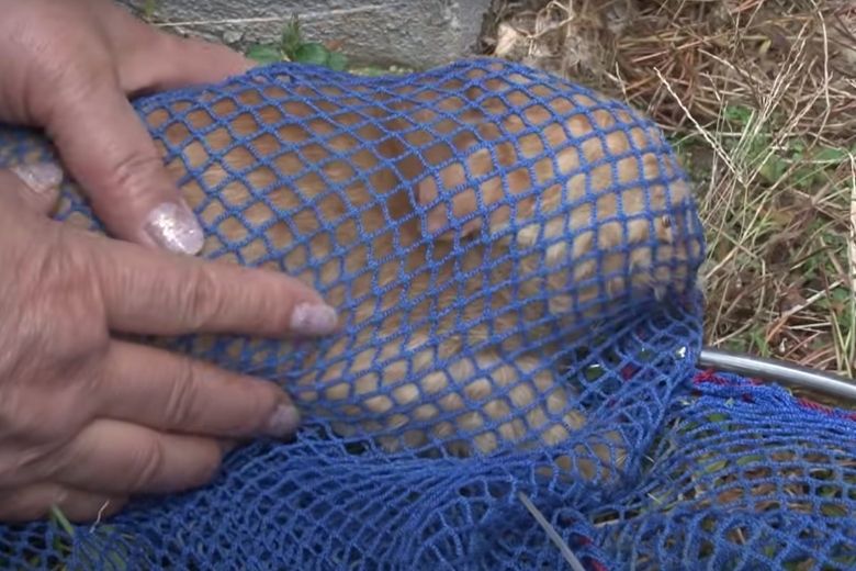 Deze dakloze kat neemt alleen eten uit een zakje aan en de reden is ontroerend 