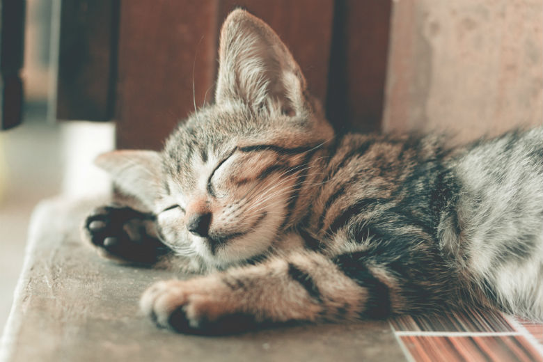Brandweer waarschuwt katteneigenaren met een inductiekookplaat