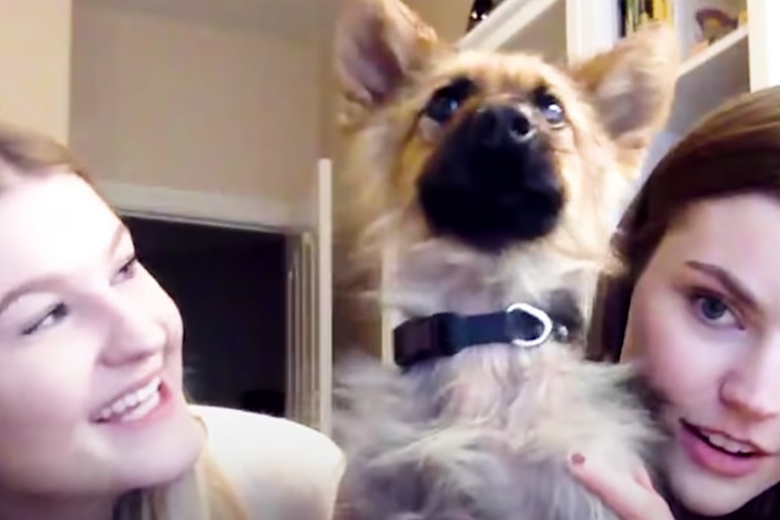 Volwassen hond ziet eruit als een puppy