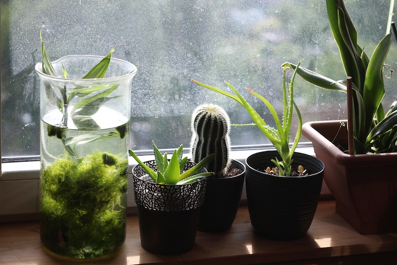 Dit is waarom je een paar planten in je slaapkamer moet zetten