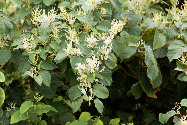 Japanse duizendknoop-plant veroorzaakt steeds meer problemen
