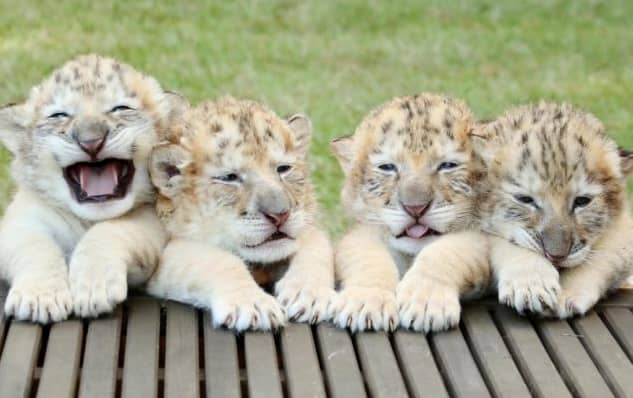 schatjes