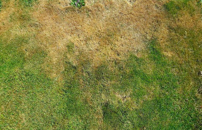 7 tips om je gazon te onderhouden tijdens een hittegolf