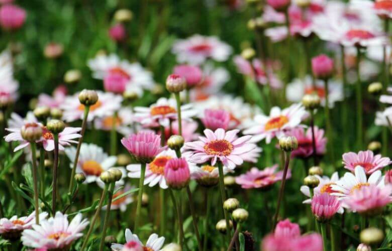 Natuurliefhebbers opgelet: deze app herkent duizenden soorten bloemen en planten