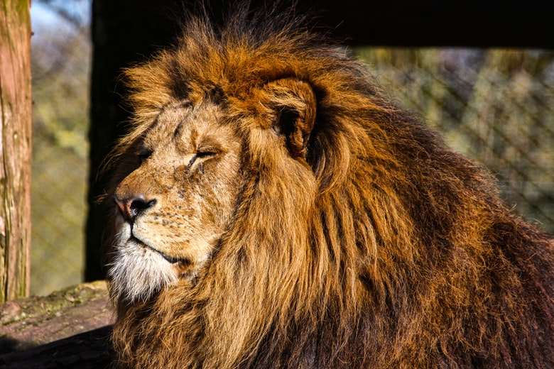 Leeuwen weg uit Artis, maar toch niet naar Zuid-Frankrijk