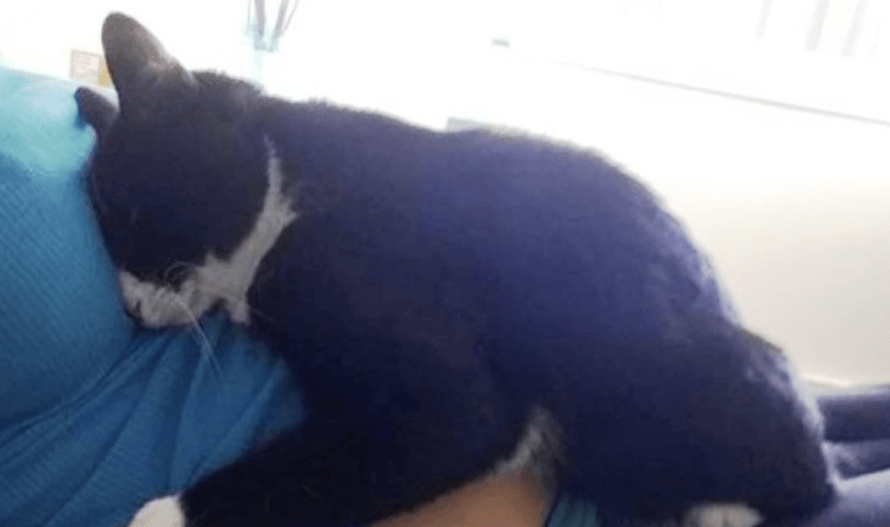 Deze poes weigert de zijde van haar baasje te verlaten. De reden waarom is te lief!