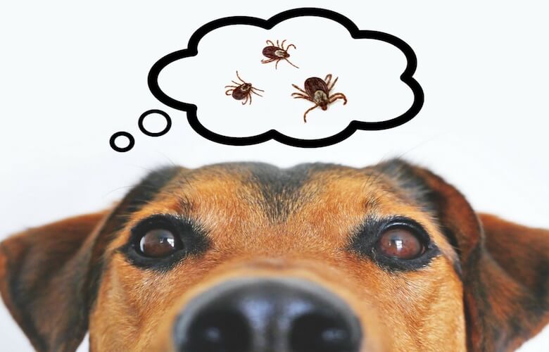 Goed om te weten! Zo voorkom je dat je hond een tekenbeet krijgt