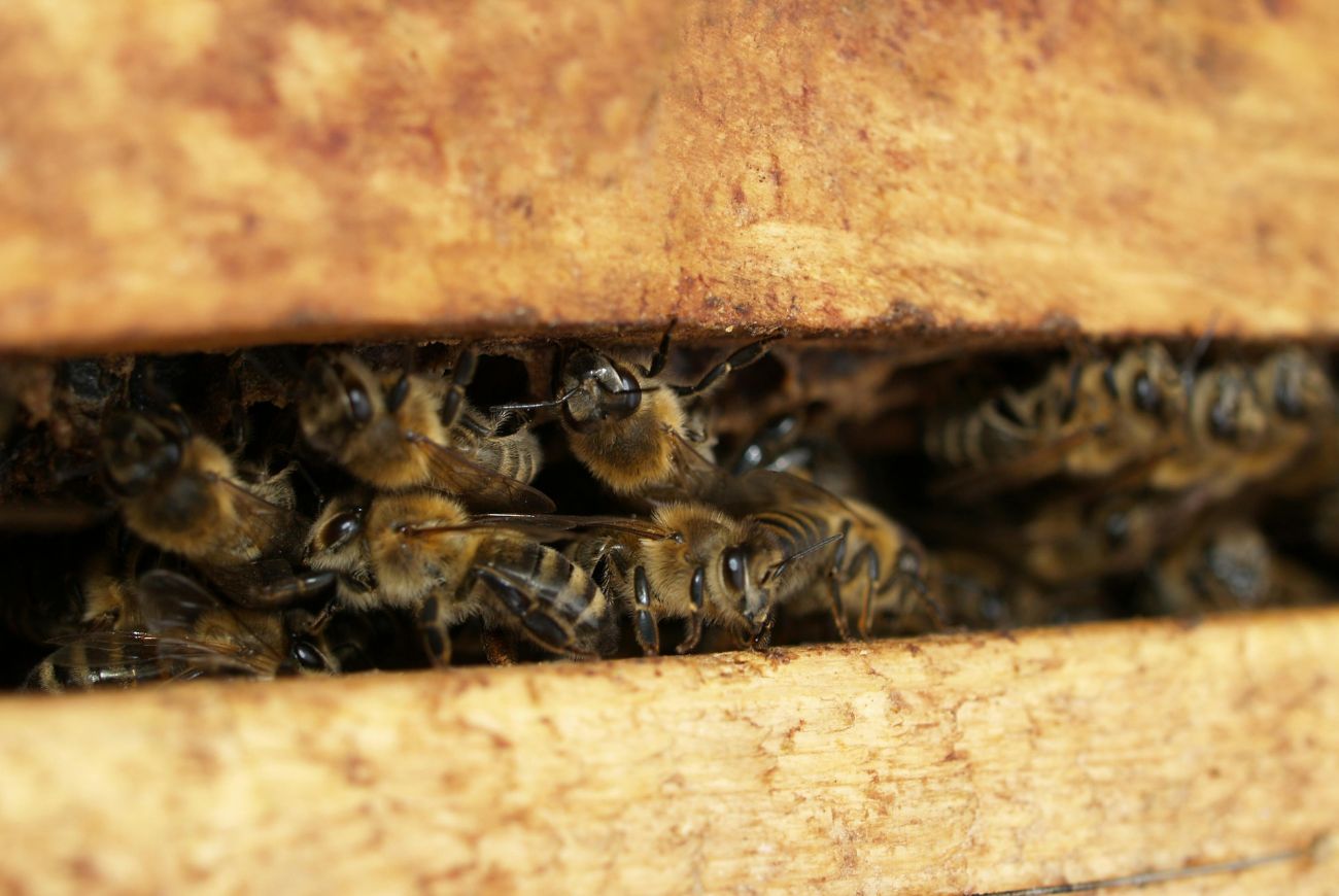 Peuter die klaagde over monster in slaapkamer had gelijk