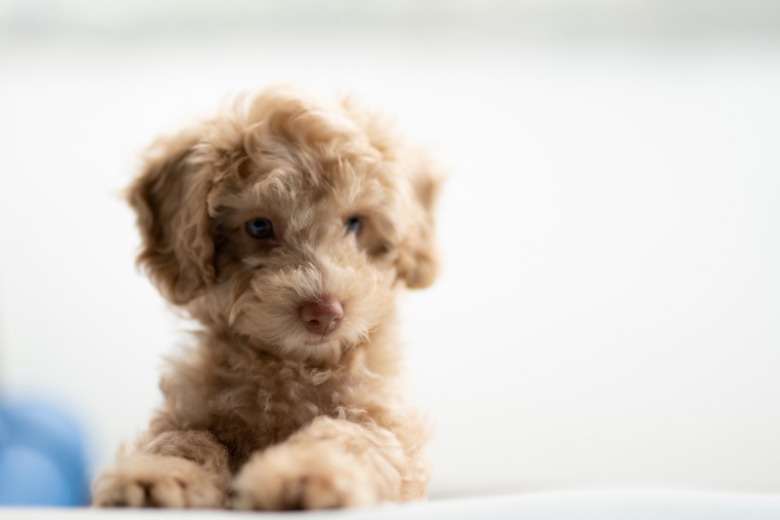 Het hele internet is in de ban van deze puppy – en wij snappen waarom