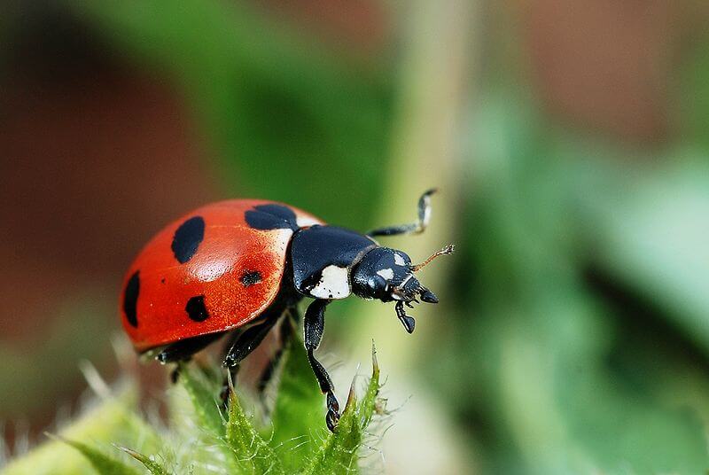 Insecteren afweren