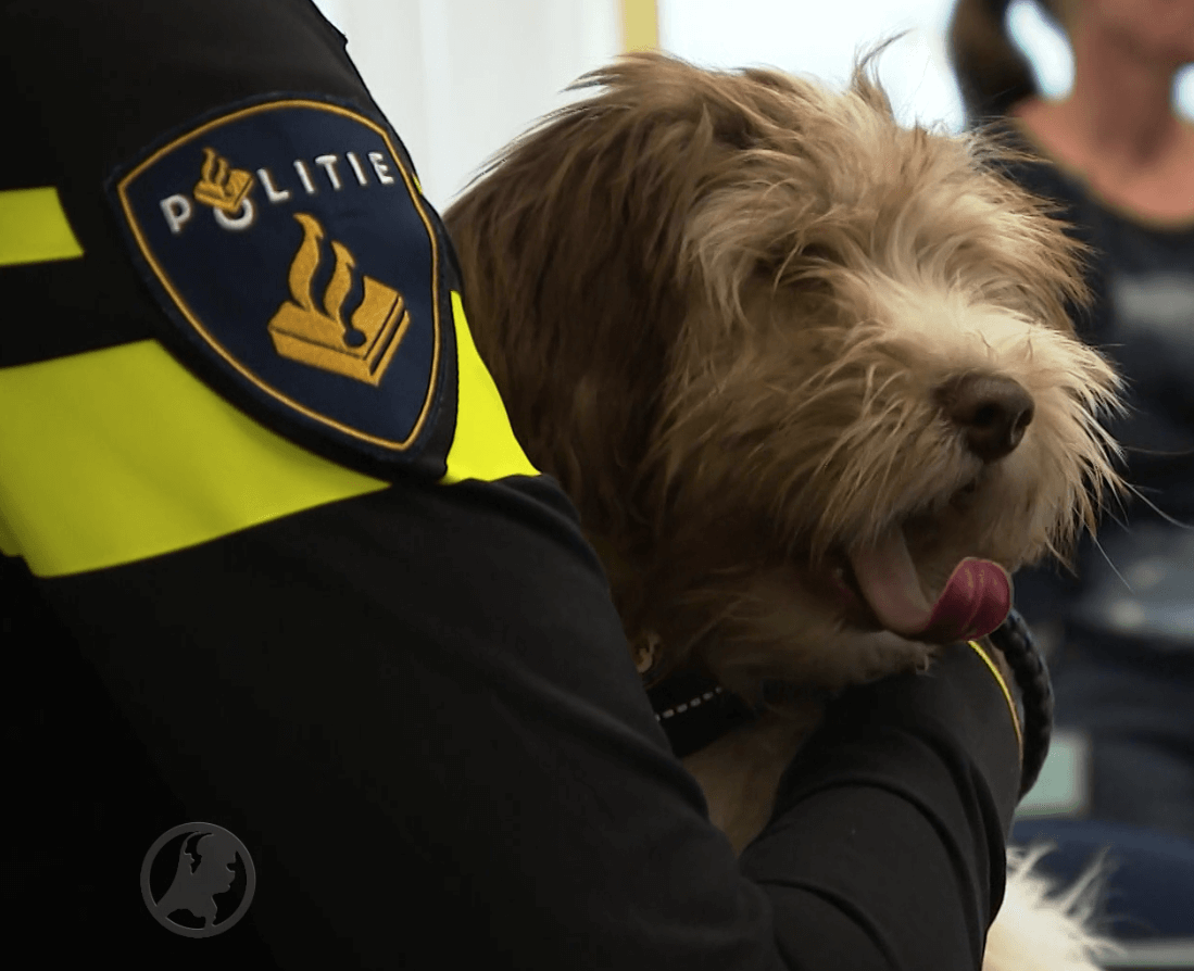Wat lief: Kyra en Twix helpen de politie bij zedenmisdrijven en DIT is hoe ze dat doen