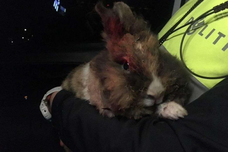 Politie zoekt dader die gisteravond konijn in de brand heeft gestoken