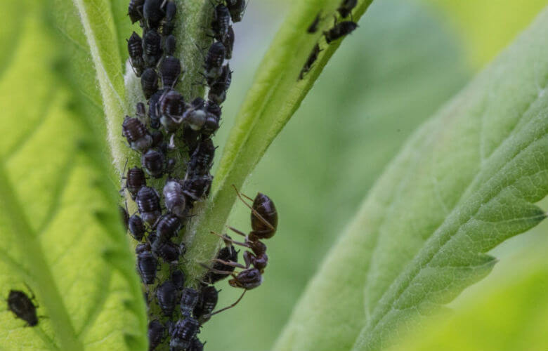 Met deze 5 tips kun je bladluis op een natuurlijke manier bestrijden