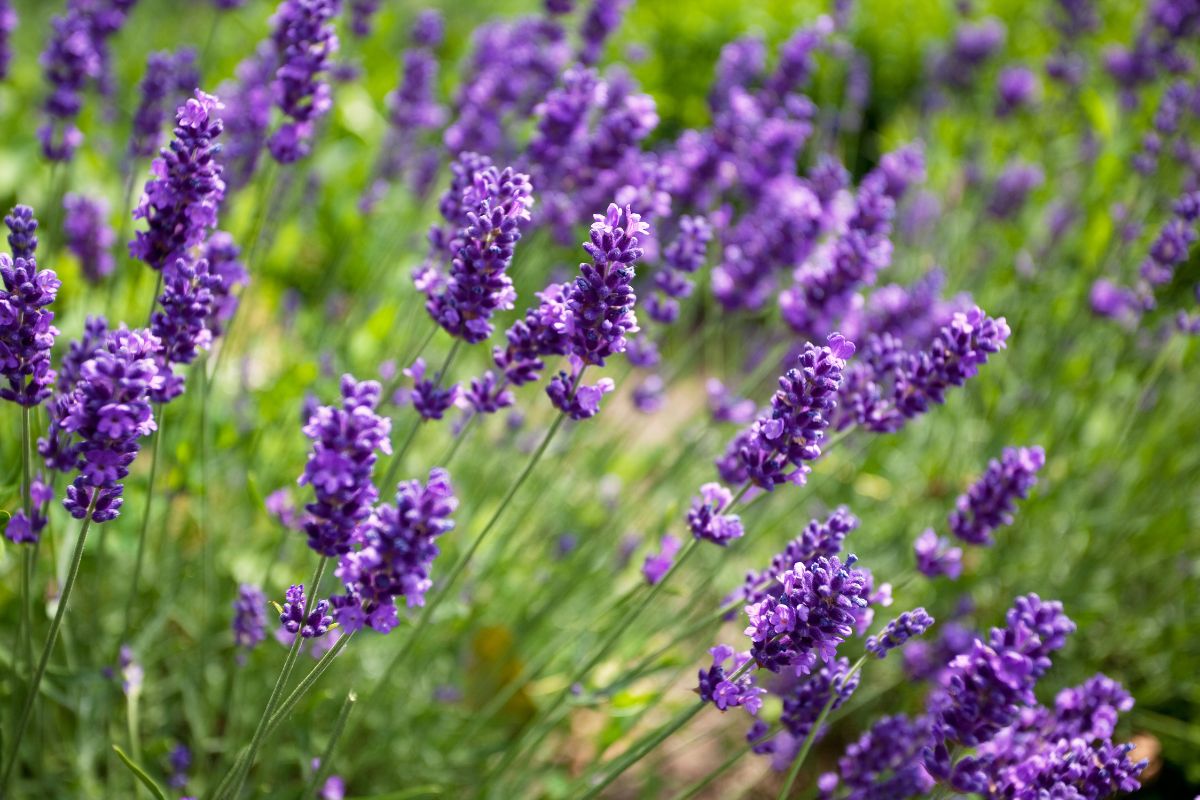 Deze simpele snoei-tip maakt je lavendel weer weelderig en vol bloei