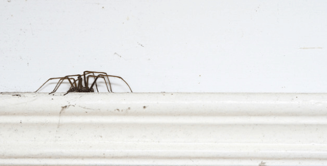 Eigenlijk wil je dit helemaal niet weten, maar zóveel spinnen zitten er in elk huis