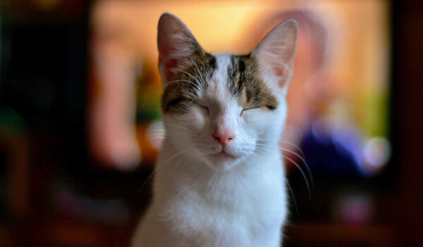 Knipoog jij wel eens naar je kat? HIEROM zou je dat eigenlijk regelmatig moeten doen!
