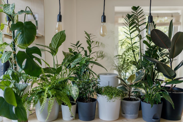 Kamerplanten schoonmaken: zo pak je dat aan