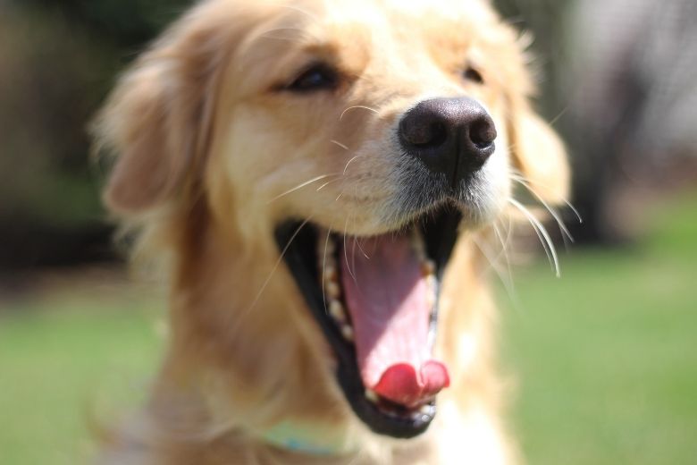 Dit is dus waarom de neus van je hond altijd nat is