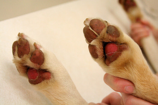 Let op: de poten van je hond kunnen niet tegen een hete ondergrond! Zo bescherm je ze.