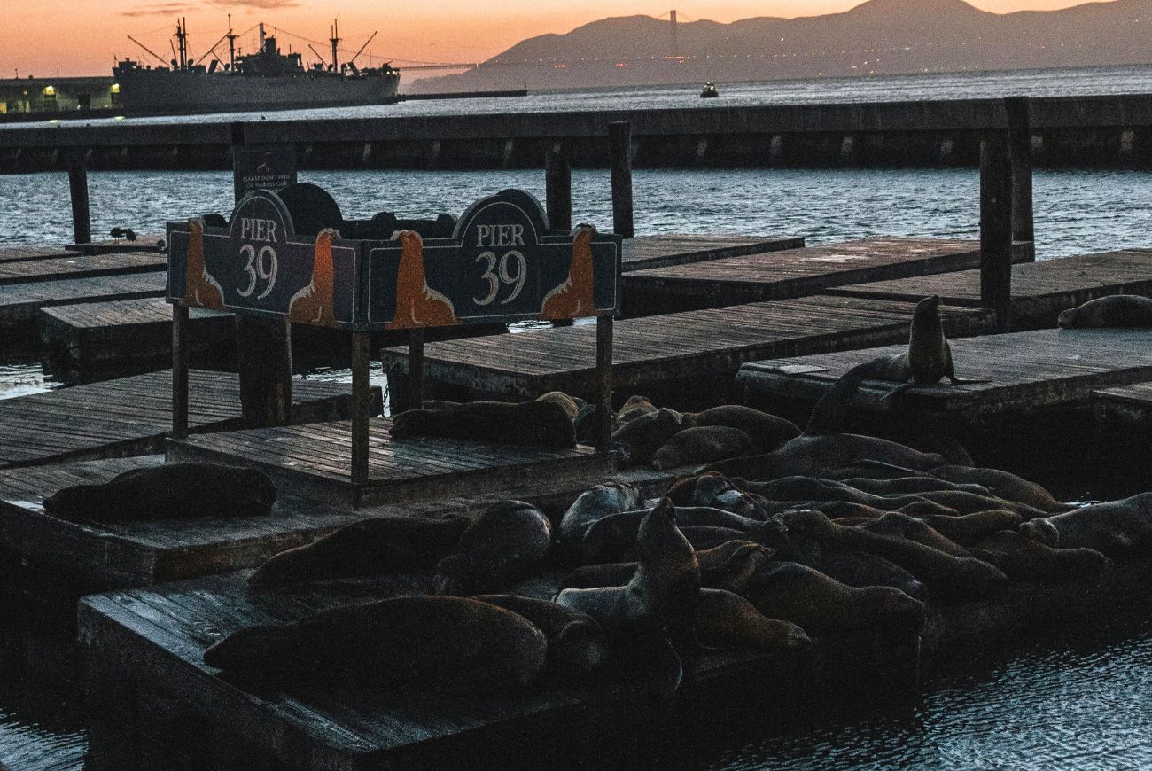 Wow! Duizend zeeleeuwen op pier in San Francisco