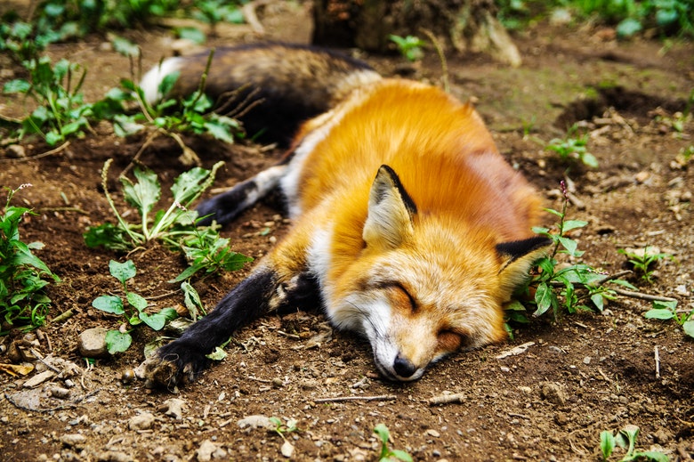 Hondenbaasjes opgelet: dodelijke dierenziekte opgedoken in Nederland