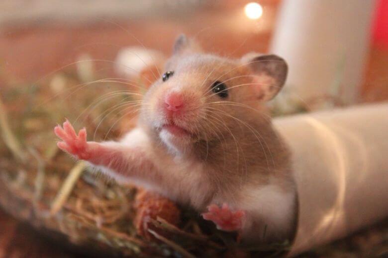 Gruwelijk: Hamster geweigerd op vliegtuig, baasje spoelt 'm door het toilet