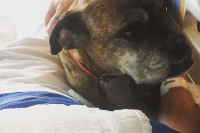 UMCG laat hond afscheid nemen van stervend baasje: ’Hij kroop rustig bij zijn baasje in bed’