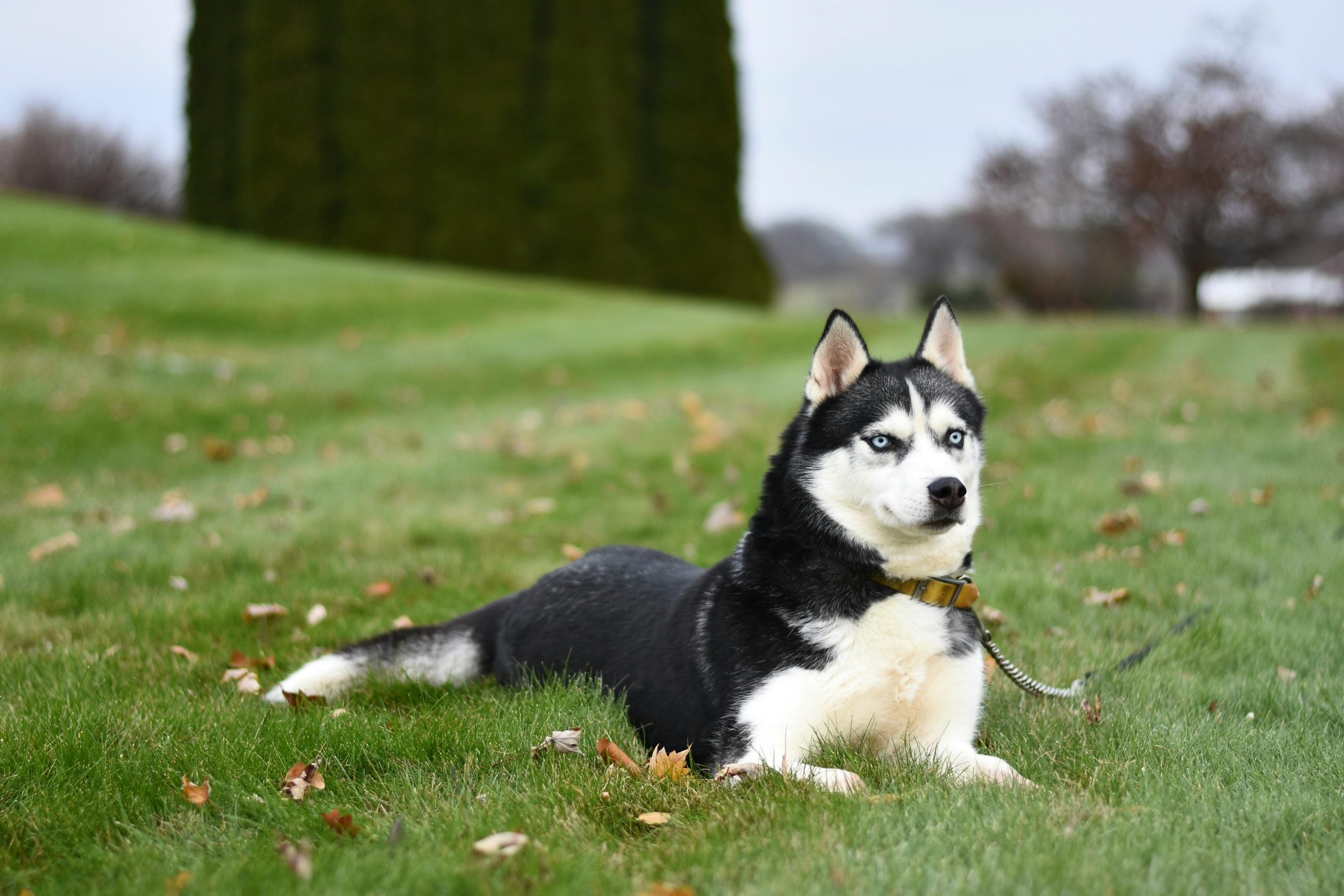 Husky