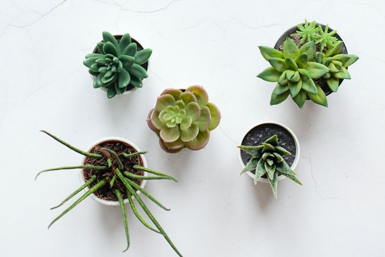 Zo kan het ook: 8 tips voor alternatieve bloempotten